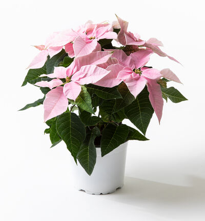 Rosa princettia Rosa princettia